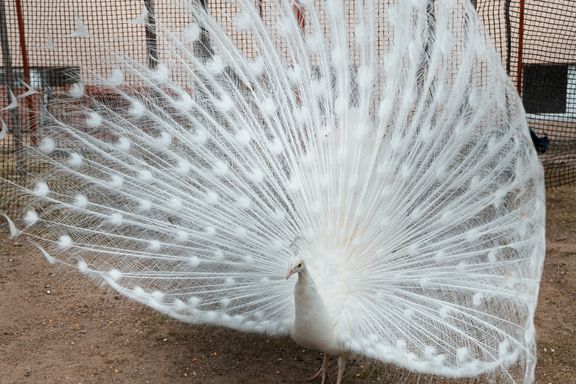 Colour-morph Peafowl from Source Exotics